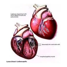  Szív-, ér- és légzőrendszer