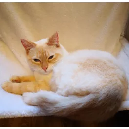 MACSKA