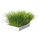 Trixie 4232 macskafű bio grass 100g dobozos