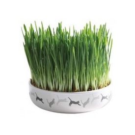 Trixie 42341 Macskafű kerámia tálban 50g