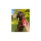 SmoothieDog - Marhahús smoothie menü kutyáknak 250ml