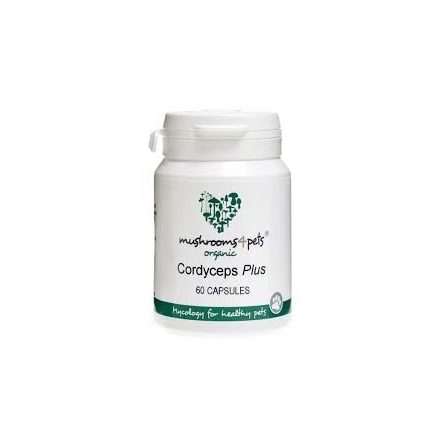 Cordyceps Plus (500mg) 60kapszula