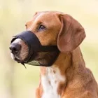 Trixie 19264 hálós, bélelt szájkosár "L" méret