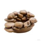 Exo-Terra PT3174 Frog Pond - Pebble Water Dish "L"  kavicsos terráriumi itató, béka-tó
