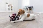   Trixie 32047 Dog Activity Sniffing Ball - interaktív játék  kutyák részére 