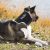 Balto - Nyalásmentes nyakmerevítő kutyáknak és macskáknak (XS: 25-35cm)